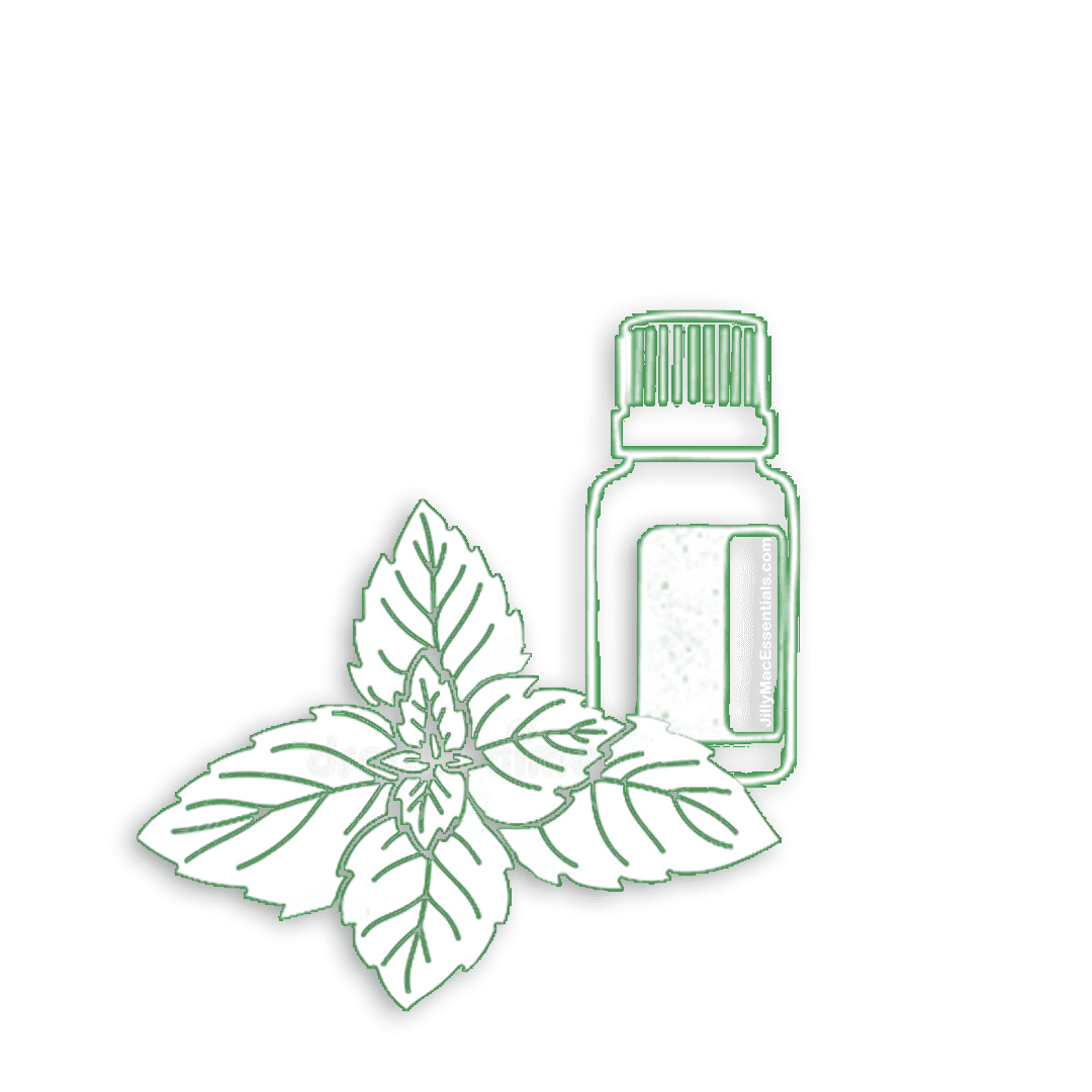 accent green Peppermint shad2